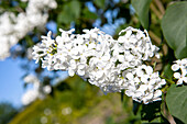 Syringa vulgaris, white