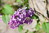 Syringa vulgaris, lila