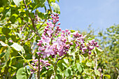 Syringa hyacinthiflora Lamartine