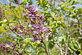 Syringa hyacinthiflora 'Lamartine'