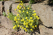 Alyssum saxatile 'Compactum'