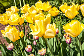 Tulipa, yellow