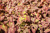 Epimedium x perralchicum 'Frohnleiten