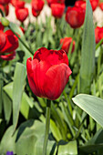 Tulipa, red