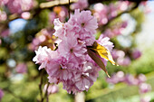 Prunus sargentii