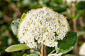 Viburnum