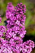 Syringa vulgaris