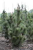 Pinus