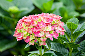 Hydrangea macrophylla 'Red Wonder'®