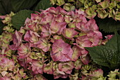 Hydrangea macrophylla 'Messalina'