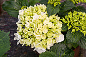 Hydrangea macrophylla, weiß