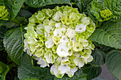 Hydrangea macrophylla 'Hochzeits-Hortensie®'