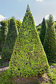 Taxus baccata