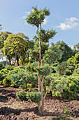 Chamaecyparis pisifera 'Boulevard'