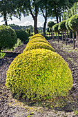 Taxus baccata 'Semperaurea