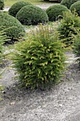 Taxus baccata