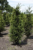 Taxus baccata