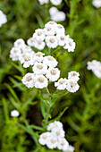 Achillea millefolium, weiß
