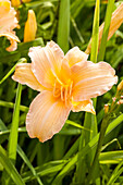 Hemerocallis