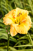 Hemerocallis