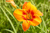 Hemerocallis