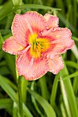 Hemerocallis