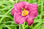 Hemerocallis Ammerland