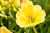 Hemerocallis