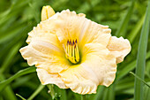 Hemerocallis