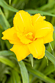 Hemerocallis