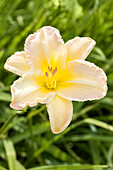 Hemerocallis