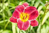 Hemerocallis