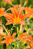 Hemerocallis 'Margaret Perry'