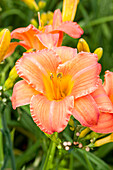 Hemerocallis