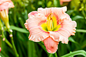 Hemerocallis 'Elegant Candy'