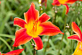 Hemerocallis