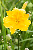 Hemerocallis