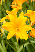 Hemerocallis