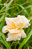 Hemerocallis 'Schnickel Fritz