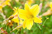 Hemerocallis