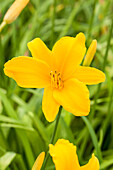 Hemerocallis Aten