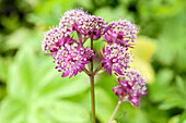 Astrantia major 'Primadonna'