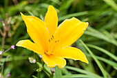 Hemerocallis