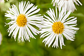 Erigeron 'Summer snow