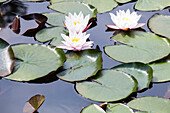 Nymphaea alba