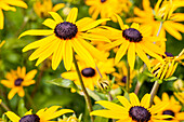 Rudbeckia fulgida