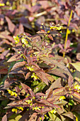 Lysimachia ciliata 'Firecracker'