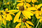 Rudbeckia nitida