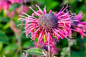 Monarda fistulosa 'Because'