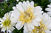 Osteospermum ecklonis FlowerPower® 'Lemon Ice'